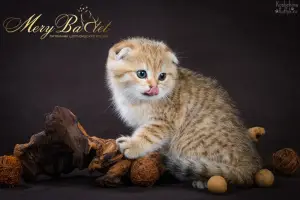 Photo №2 de l'annonce № 3674 de la vente scottish fold - acheter à Fédération de Russie de la fourrière