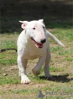 Photos supplémentaires: Chiots bull terrier miniatures