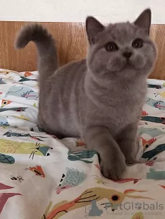 Photo №2 de l'annonce № 75034 de la vente british shorthair - acheter à République Tchèque éleveur