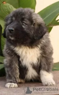 Photo №3. Chiots berger allemand du Caucase. Serbie