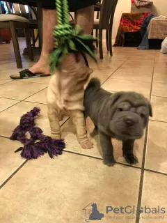 Photo №1. shar pei - à vendre en ville de Tiel | 420€ | Annonce №129494