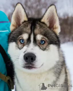 Photos supplémentaires: Chiots Husky mignons