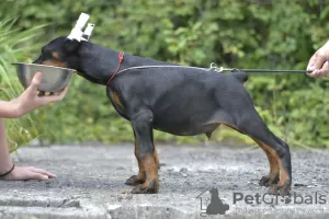 Photos supplémentaires: Chiots dobermans d'un charmant couple