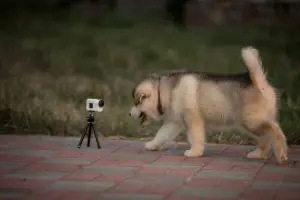 Photo №2 de l'annonce № 2822 de la vente malamute de l'alaska - acheter à Fédération de Russie de la fourrière