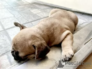 Photos supplémentaires: Chiot bouledogue français