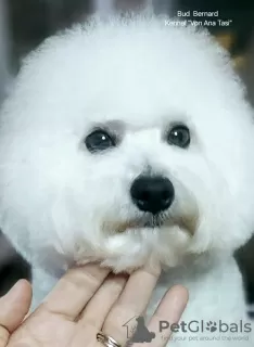 Photos supplémentaires: Bichon Frise (Curly Bichon) mâle supérieur