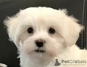 Photo №1. bichon maltais - à vendre en ville de Täsch | 250€ | Annonce №129246