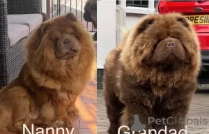 Photos supplémentaires: Chow-Chow, chocolat au lait de qualité supérieure