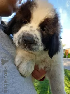 Photos supplémentaires: Chien de garde de Moscou avec pedigree - chiots