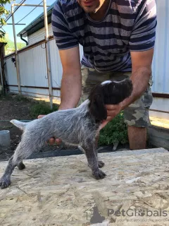 Photo №4. Je vais vendre chien d'arrêt allemand à poil dur en ville de Крыловская. éleveur - prix - négocié