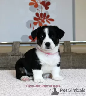 Photo №3. Chiots Welsh Corgi Cardigan. Fédération de Russie