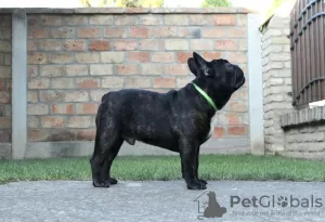 Photos supplémentaires: Chiots bouledogue français