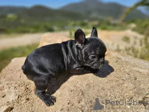 Photo №1. bouledogue - à vendre en ville de Michigan City | 710€ | Annonce №105746