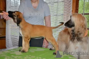 Photos supplémentaires: Chiots de producteurs d'élite