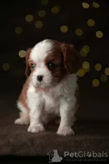 Photo №4. Je vais vendre cavalier king charles spaniel en ville de Tallinn. de la fourrière, éleveur - prix - 3000€