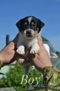 Photos supplémentaires: Chiots Jack Russell du chenil