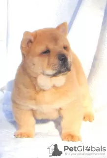 Photo №2 de l'annonce № 8856 de la vente chow-chow - acheter à Fédération de Russie annonce privée