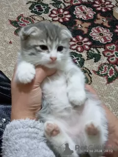 Photo №1. scottish fold - à vendre en ville de Чирчик | 757143€ | Annonce № 121800