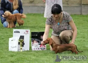 Photos supplémentaires: Chiots teckel miniatures, poil dur et lisse, différentes couleurs