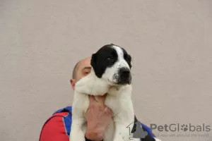 Photos supplémentaires: Chiots de berger d'Asie centrale