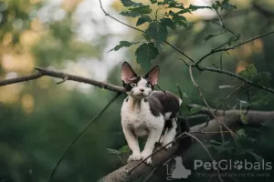 Photo №2 de l'annonce № 20683 de la vente devon rex - acheter à Fédération de Russie annonce privée, de la fourrière, éleveur