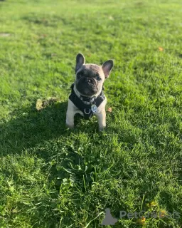 Photo №3. Bruno le bouledogue français. La Grande-Bretagne