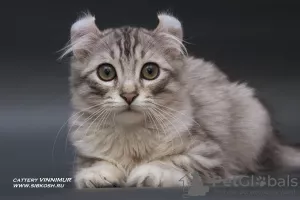 Photos supplémentaires: Un chaton de race rare American Curl.