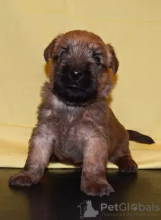 Photos supplémentaires: Irish Soft Coated Wheat Terrier