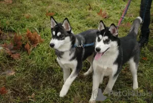 Photo №4. Je vais vendre husky de sibérie en ville de Kherson. annonce privée, éleveur - prix - 200€