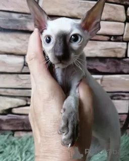 Photo №2 de l'annonce № 71723 de la vente cornish rex - acheter à Australie annonce privée, éleveur