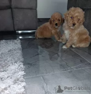 Photo №1. labradoodle - à vendre en ville de Našice | 800€ | Annonce №104263