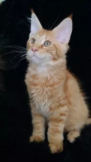 Photo №1. maine coon - à vendre en ville de Penza | 288€ | Annonce № 5554