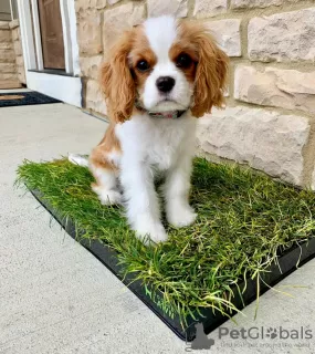 Photo №3. Beau Cavalier King Charles,. USA