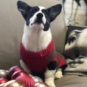 Photos supplémentaires: Cardigan Fille Corgi Coren