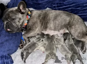 Photos supplémentaires: Superbes chiots bouledogue français