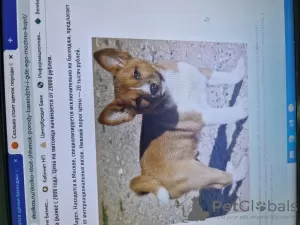 Photo №1. basenji - à vendre en ville de Almaty | négocié | Annonce № 50681