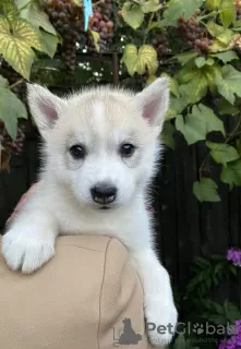 Photos supplémentaires: Chiots Husky Sibérien