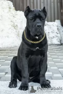 Photo №3. Cane Corso. Fédération de Russie