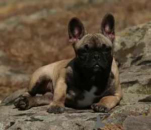 Photo №2 de l'annonce № 71932 de la vente bouledogue - acheter à Ukraine annonce privée, de la fourrière, éleveur