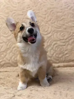 Photo №3. Gallois Corgi Pembroke. Les filles. Fédération de Russie