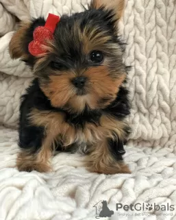 Photo №1. yorkshire terrier - à vendre en ville de Berlin | négocié | Annonce №97352