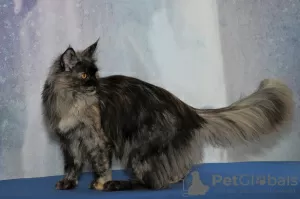 Photos supplémentaires: Le Maine Coon a grandi