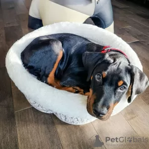 Photo №1. dobermann - à vendre en ville de Валлетта | 700€ | Annonce №80952