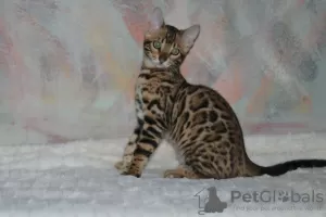 Photo №1. bengal - à vendre en ville de Minsk | 300€ | Annonce № 5107