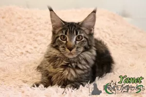 Photo №1. maine coon - à vendre en ville de Saint-Pétersbourg | 342€ | Annonce № 14143