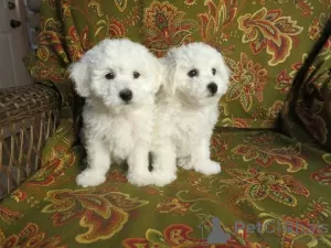 Photo №1. bichon à poil frisé - à vendre en ville de Varsovie | 300€ | Annonce №57374