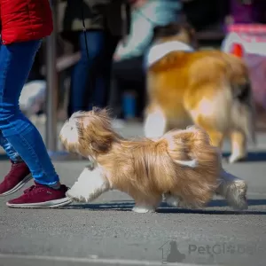 Photos supplémentaires: Chiots Lhassa apso