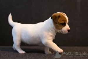 Photos supplémentaires: Chiot Jack Russell Terrier