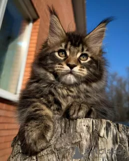 Photo №2 de l'annonce № 42043 de la vente maine coon - acheter à Fédération de Russie éleveur