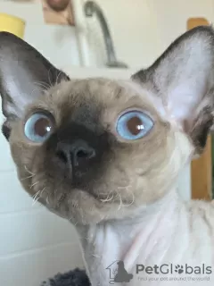 Photo №4. Je vais vendre devon rex en ville de Kiev. de la fourrière - prix - 507€